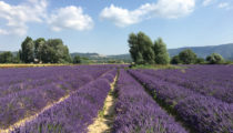 Highlights of Provence