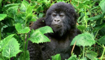 Just Back: Rwanda and Its National Parks