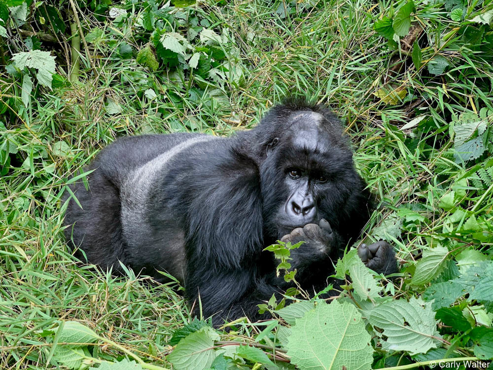 Private Rwanda tours