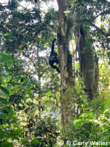 Private Rwanda tours