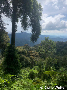 Private Rwanda tours