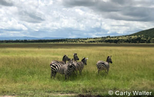 Private Rwanda tours