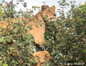 Private Rwanda tours