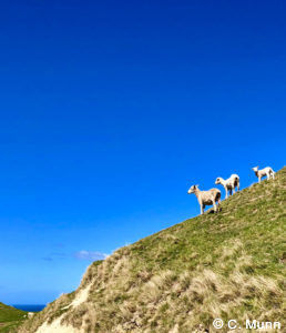 Luxury New Zealand tours