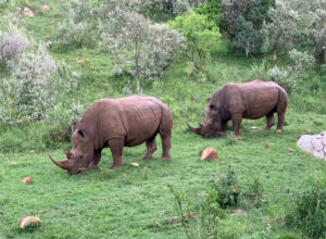 Luxury Kenya tours