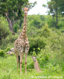 Luxury Zimbabwe tours