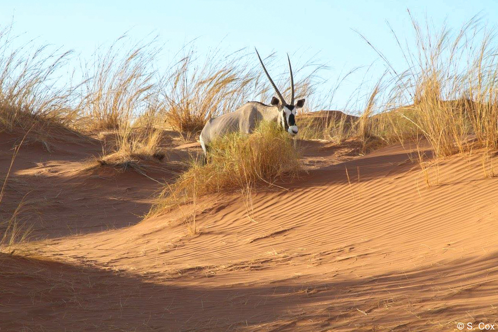 luxury Namibia safaris tours