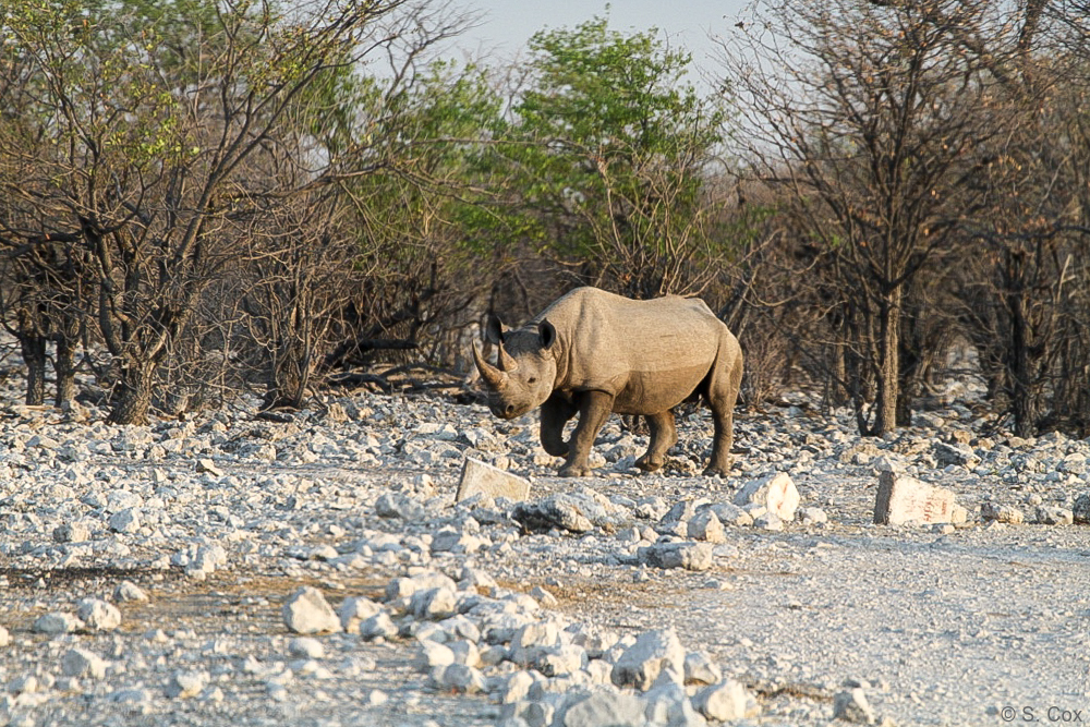 luxury Namibia safaris tours