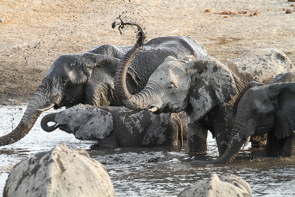 luxury Namibia safaris tours