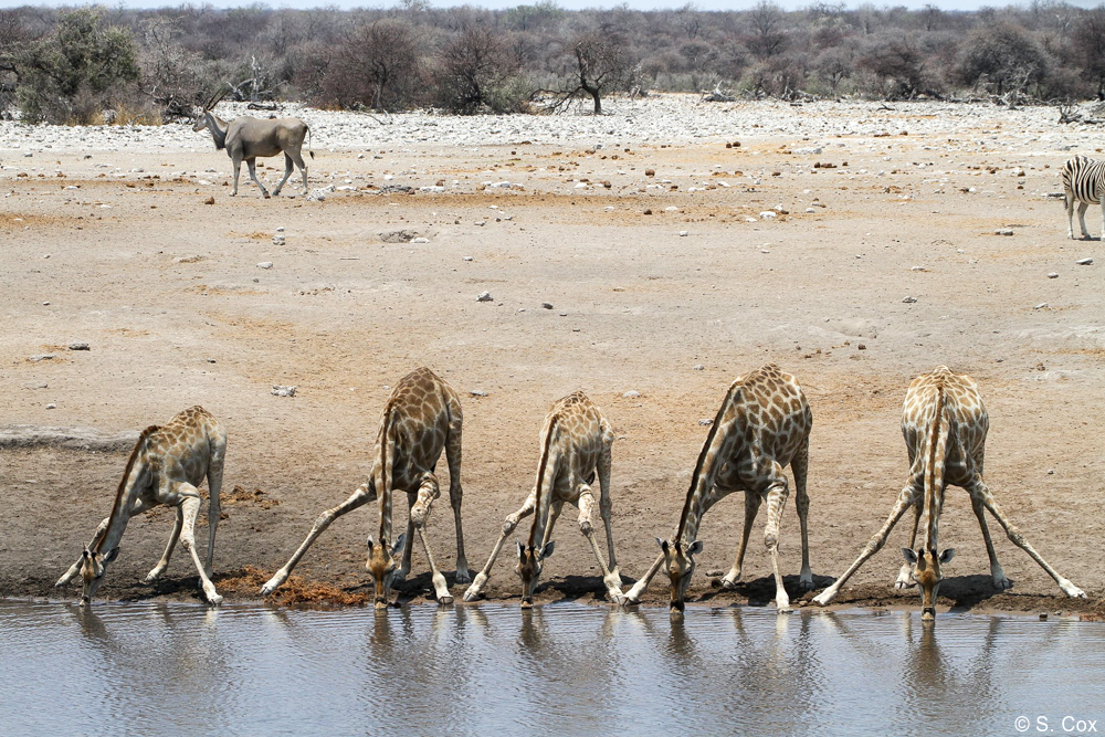 luxury Namibia safaris tours