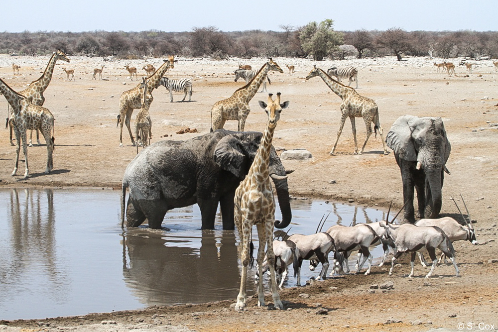 luxury Namibia safaris tours