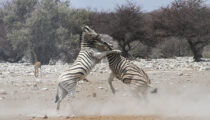 Highlights of South Africa & Namibia