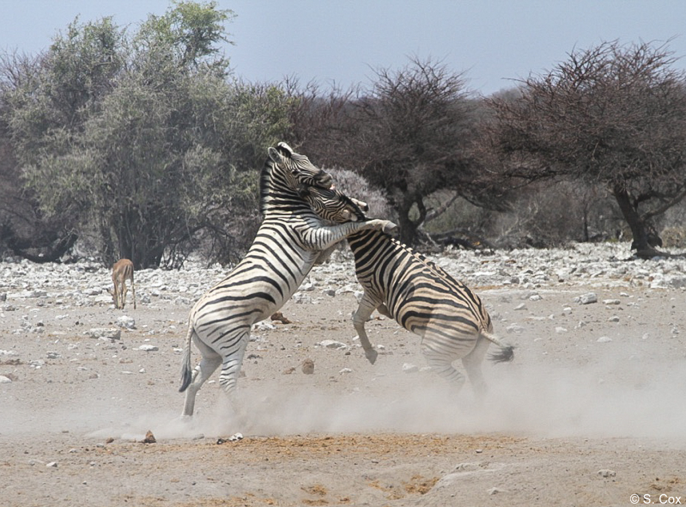 luxury Namibia safaris tours