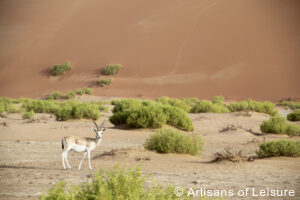 private Abu Dhabi tours