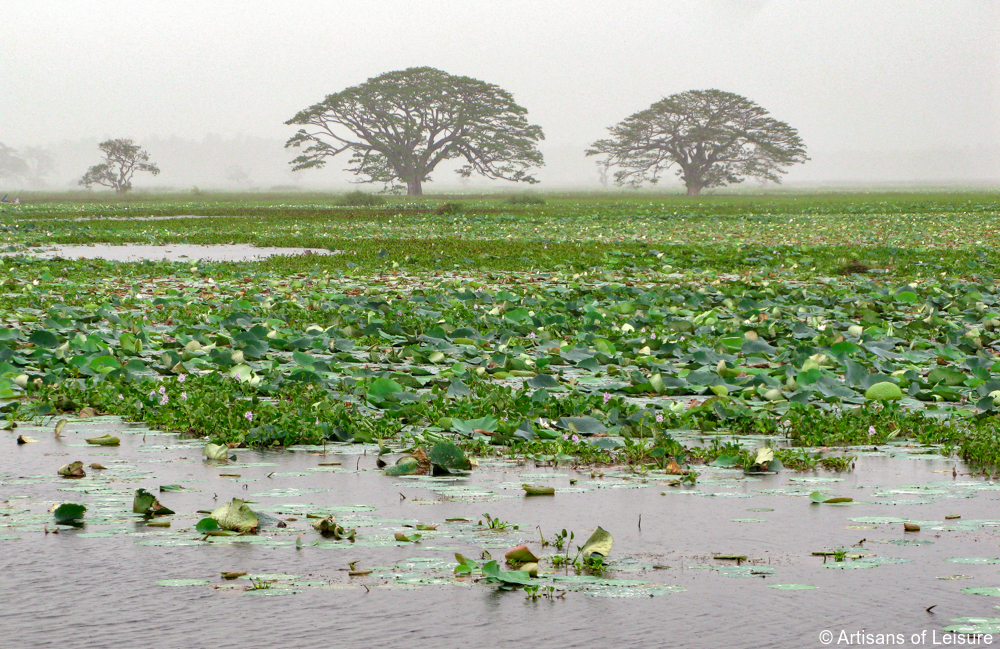 luxury Sri Lanka tour