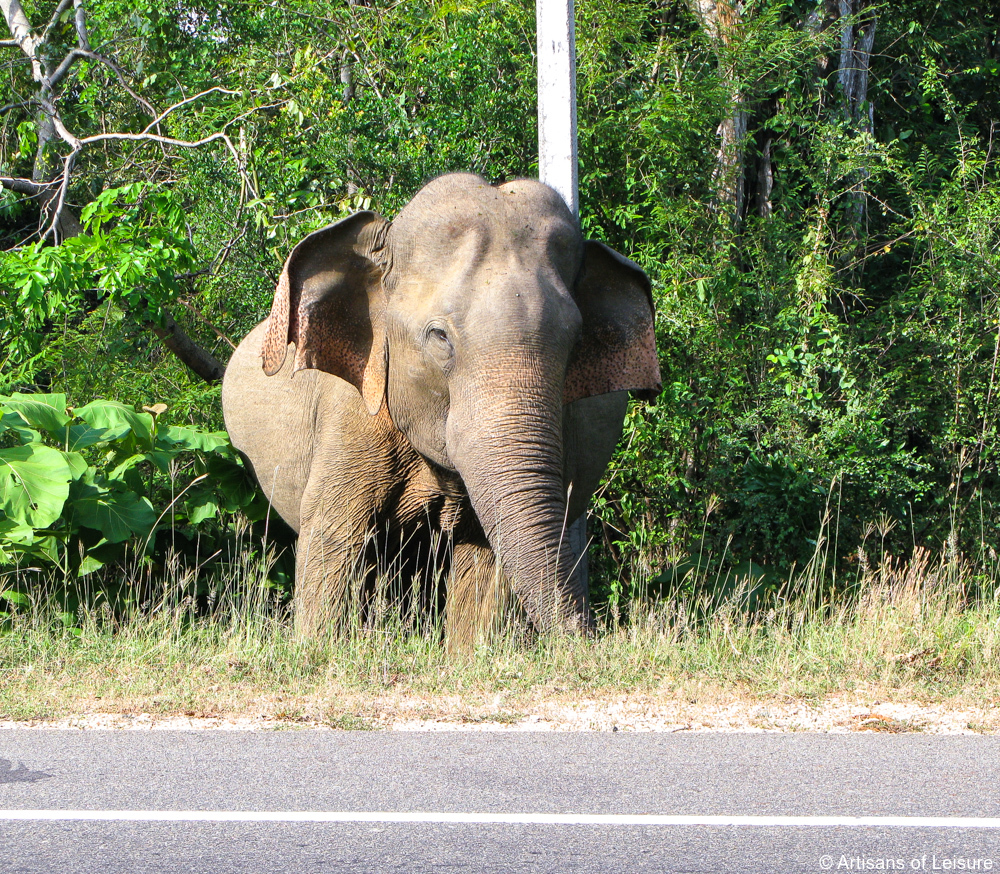 luxury tours Sri Lanka