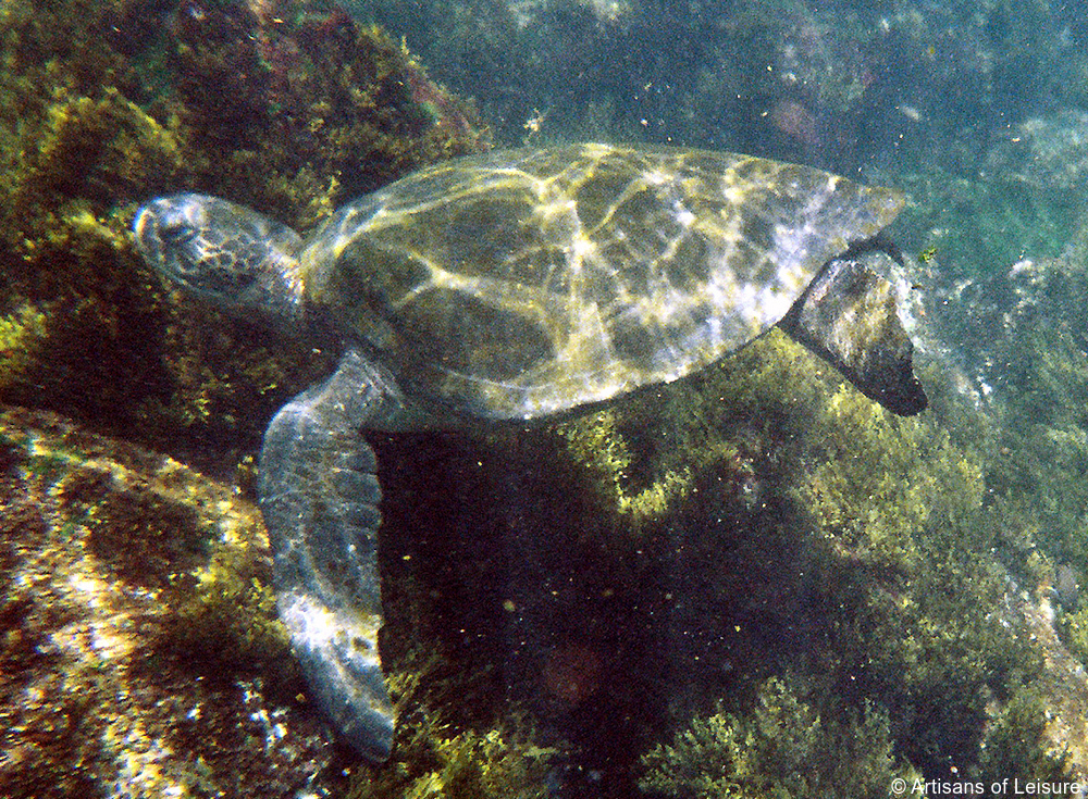 luxury Galapagos Islands cruises