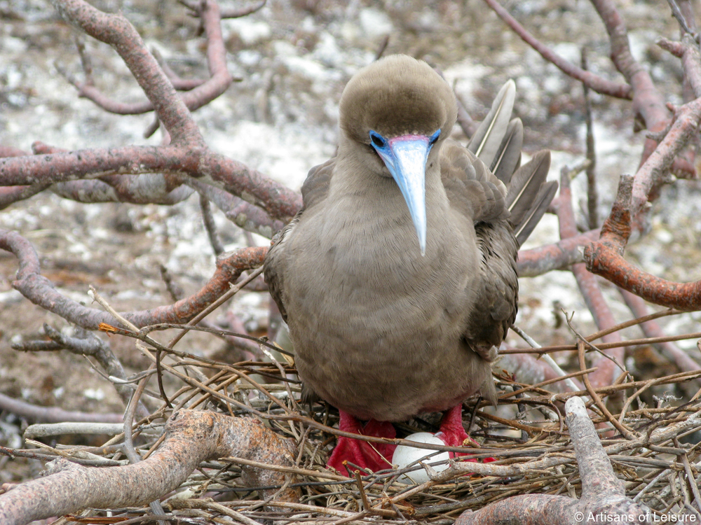 luxury Galapagos Islands cruises tours