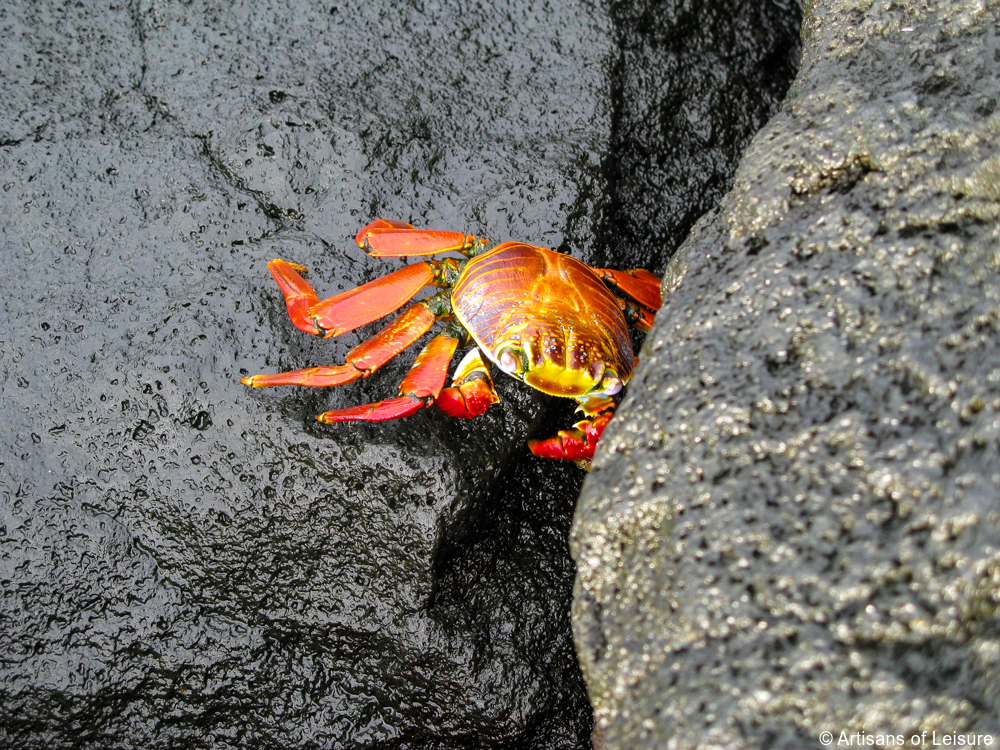 luxury Galapagos cruises tours