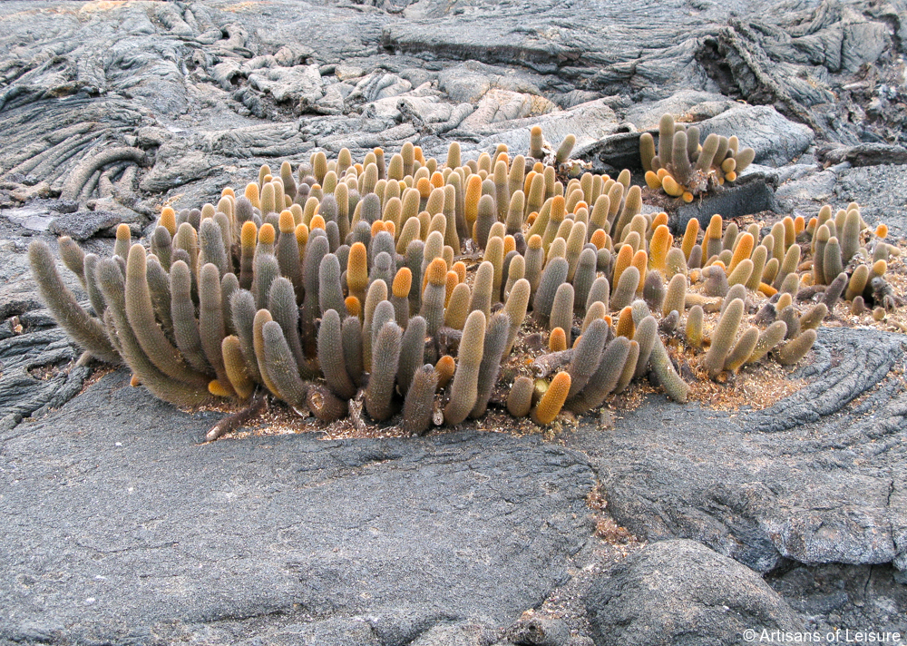 luxury Galapagos tours