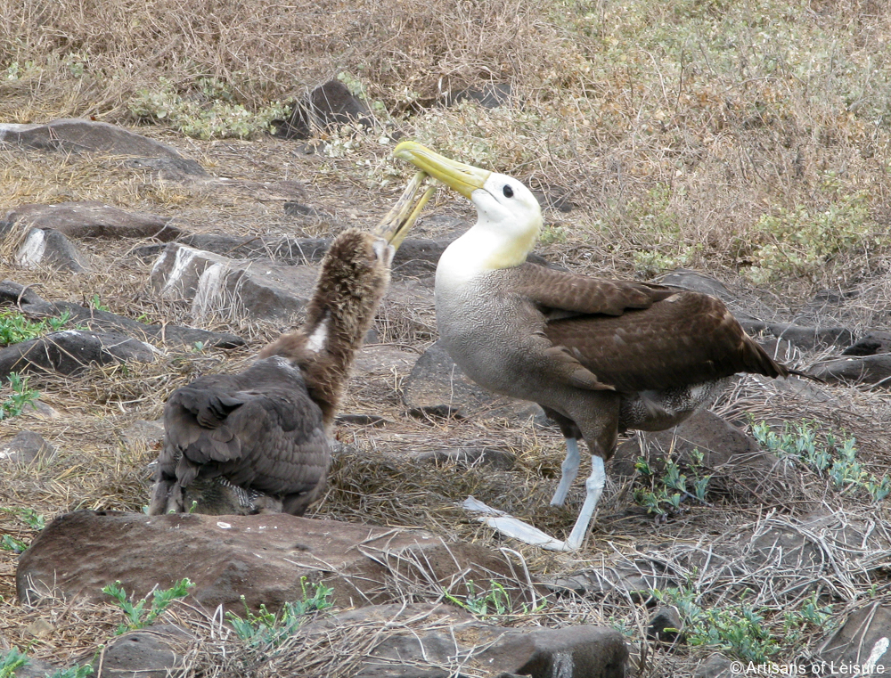 luxury Galapagos cruises