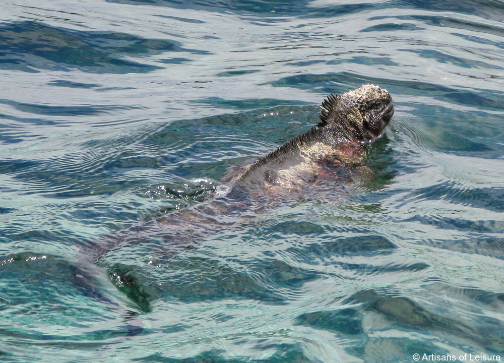 luxury Galapagos cruises tours