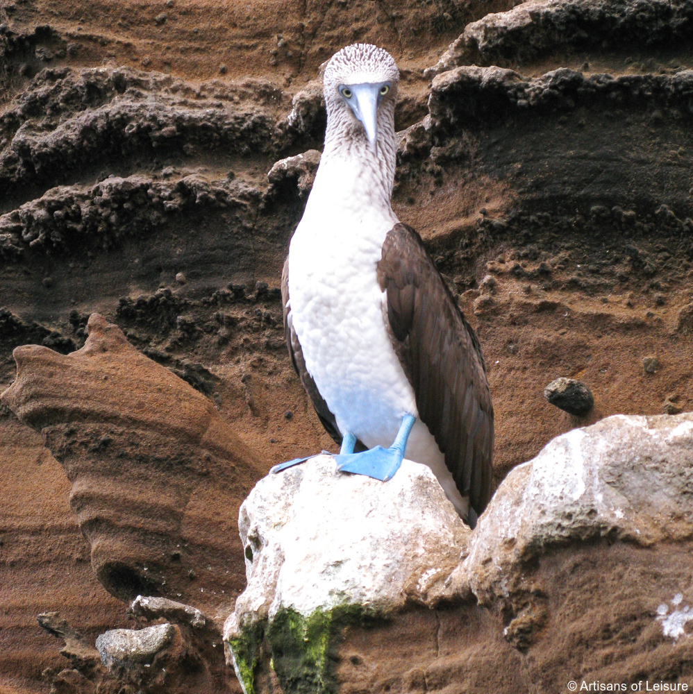 luxury Galapagos tours