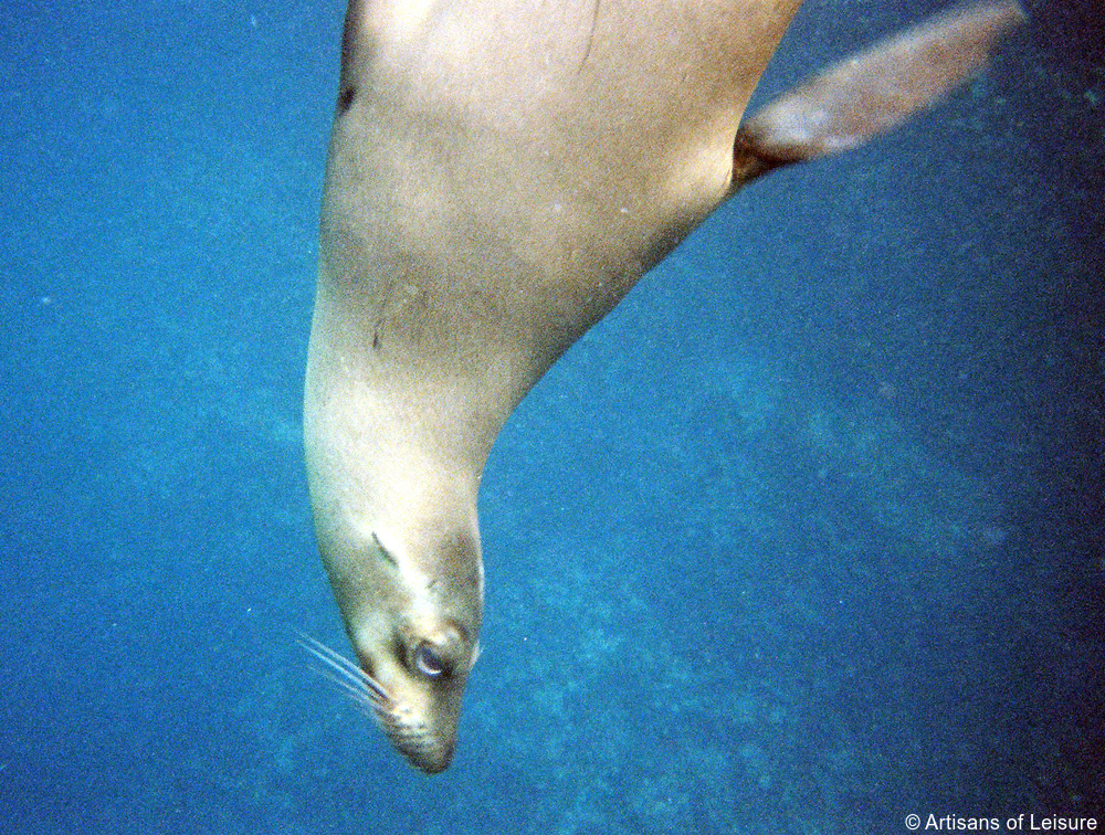 luxury Galapagos cruises tours