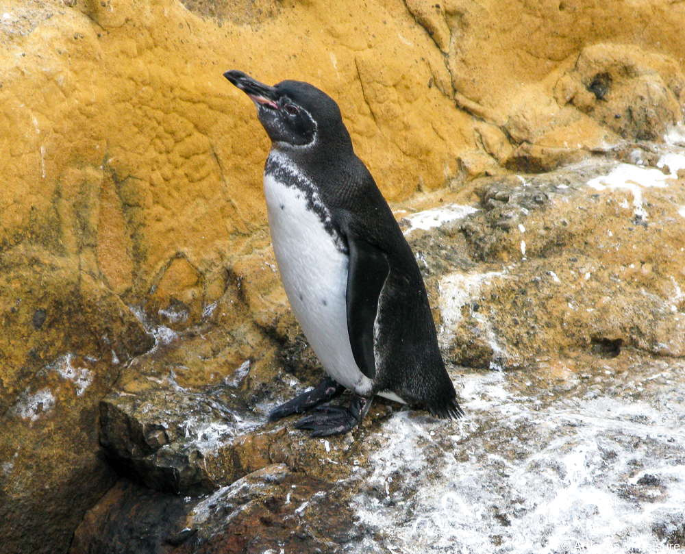 luxury Galapagos cruises tours