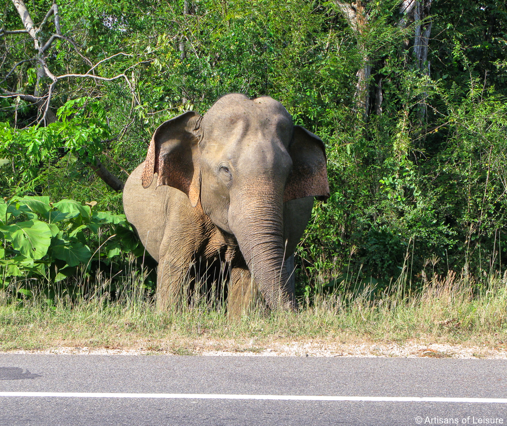 luxury Sri Lanka tours