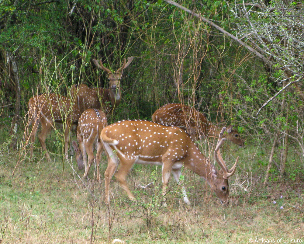 luxury Sri Lanka tours