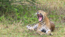 Wildlife Touring in Sri Lanka