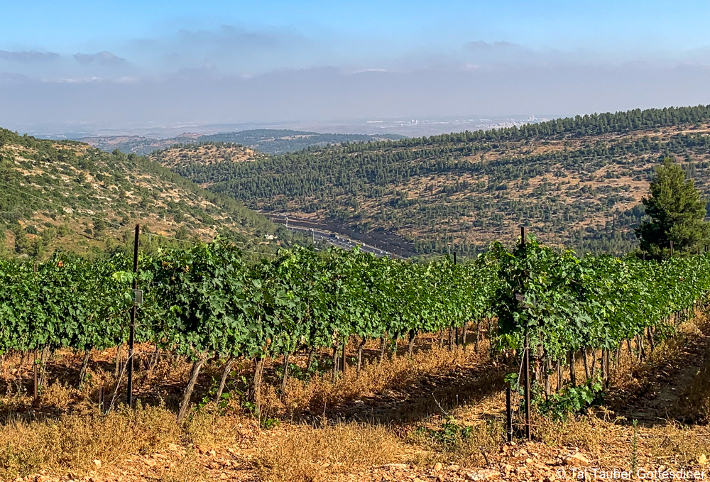 private Israel food and wine tours