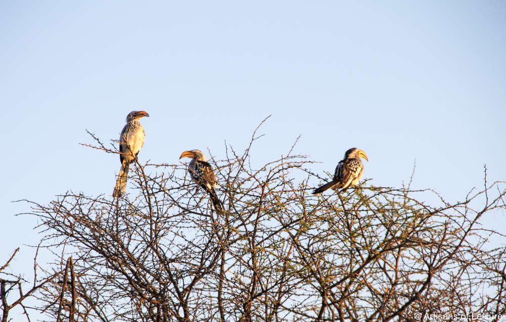 private Botswana safaris Kalahari Desert