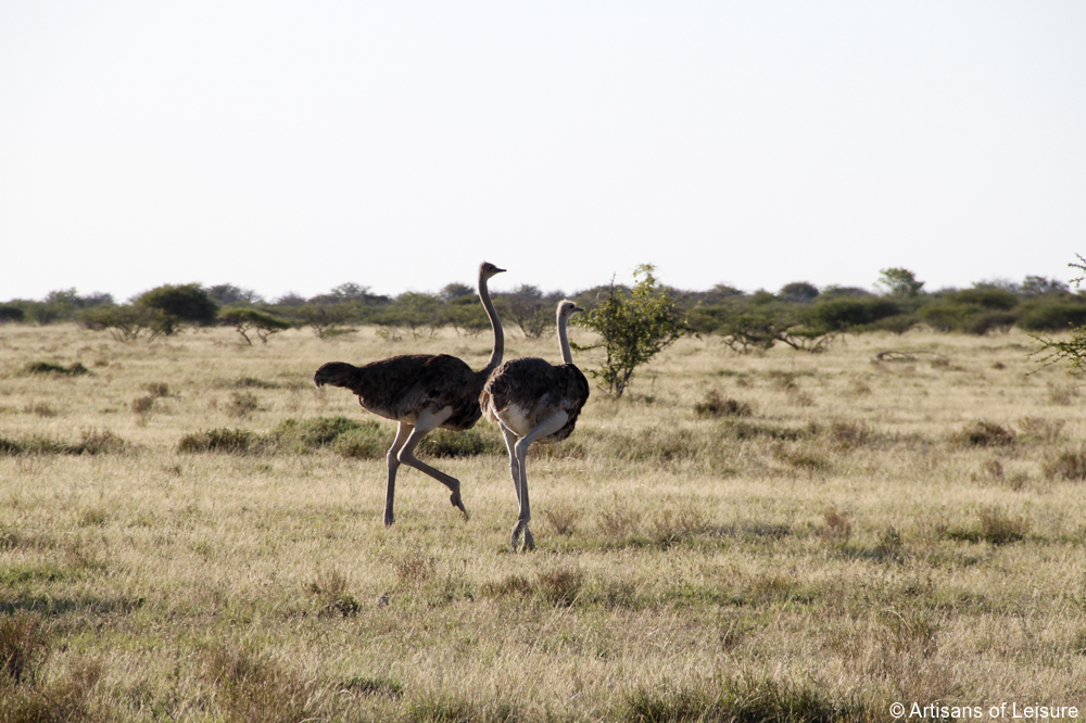 private Botswana safaris