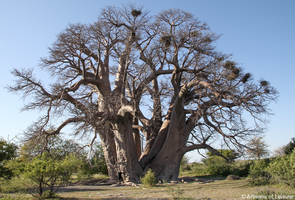 private Botswana safaris Kalahari