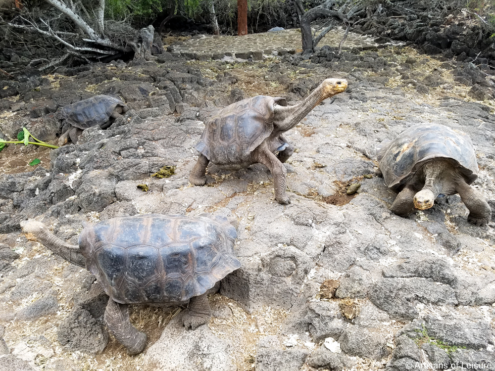 luxury Galapagos tours