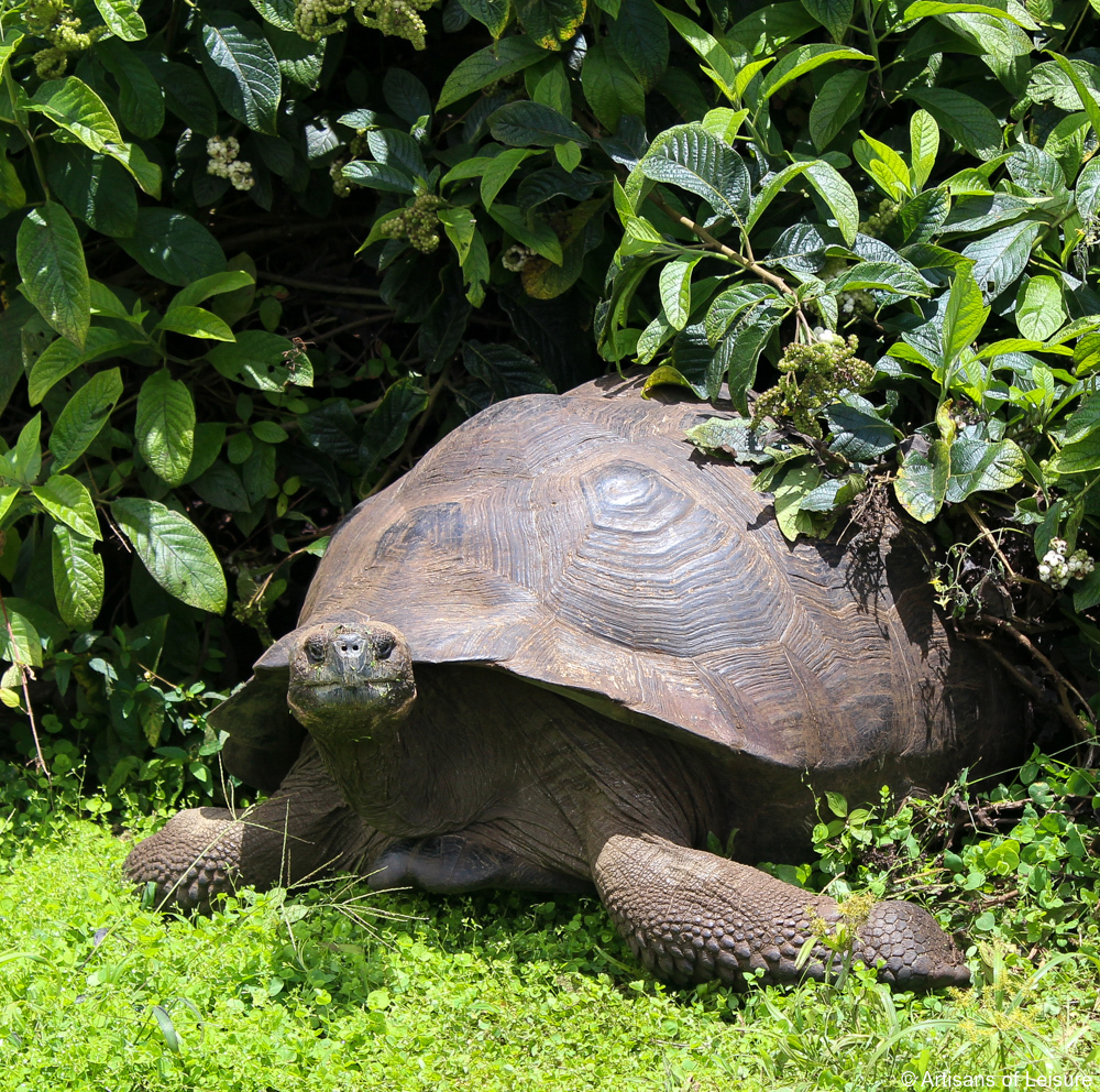 luxury Galapagos tours