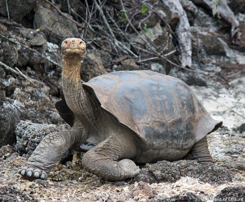 private Galapagos tours