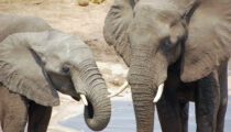 Classic South Africa, Botswana & Victoria Falls