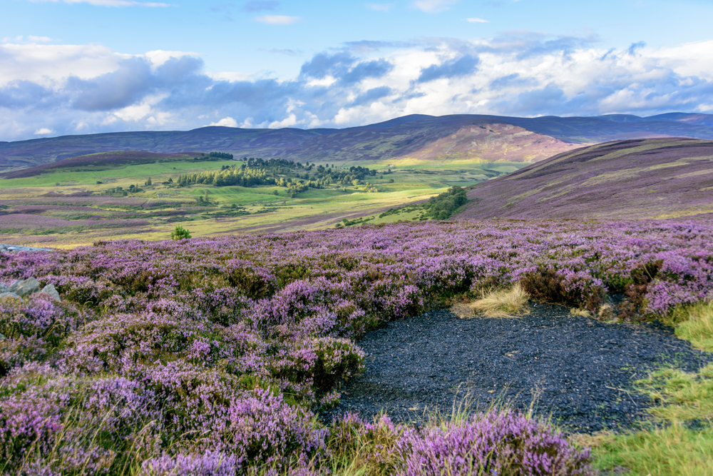 Heather Season In Scotland Luxury Scotland Tours