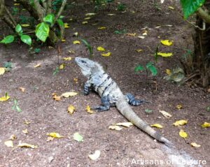 private Riviera Maya tours