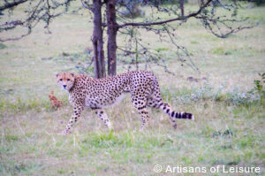 luxury safari tour