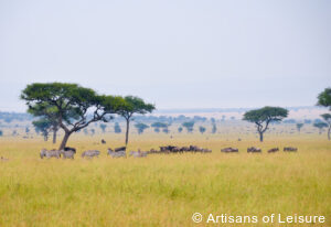 luxury safari tour