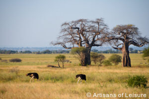 luxury safari tour