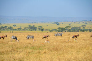 luxury safari tour