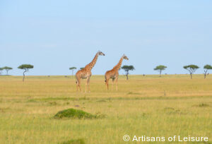 luxury safari tour