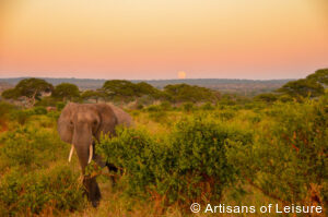 luxury safari tour