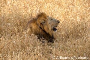 luxury safari tour