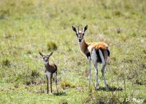luxury safari tours